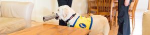 Assistance Training Dogs