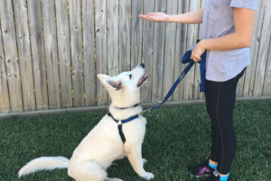 Personal Dog Training