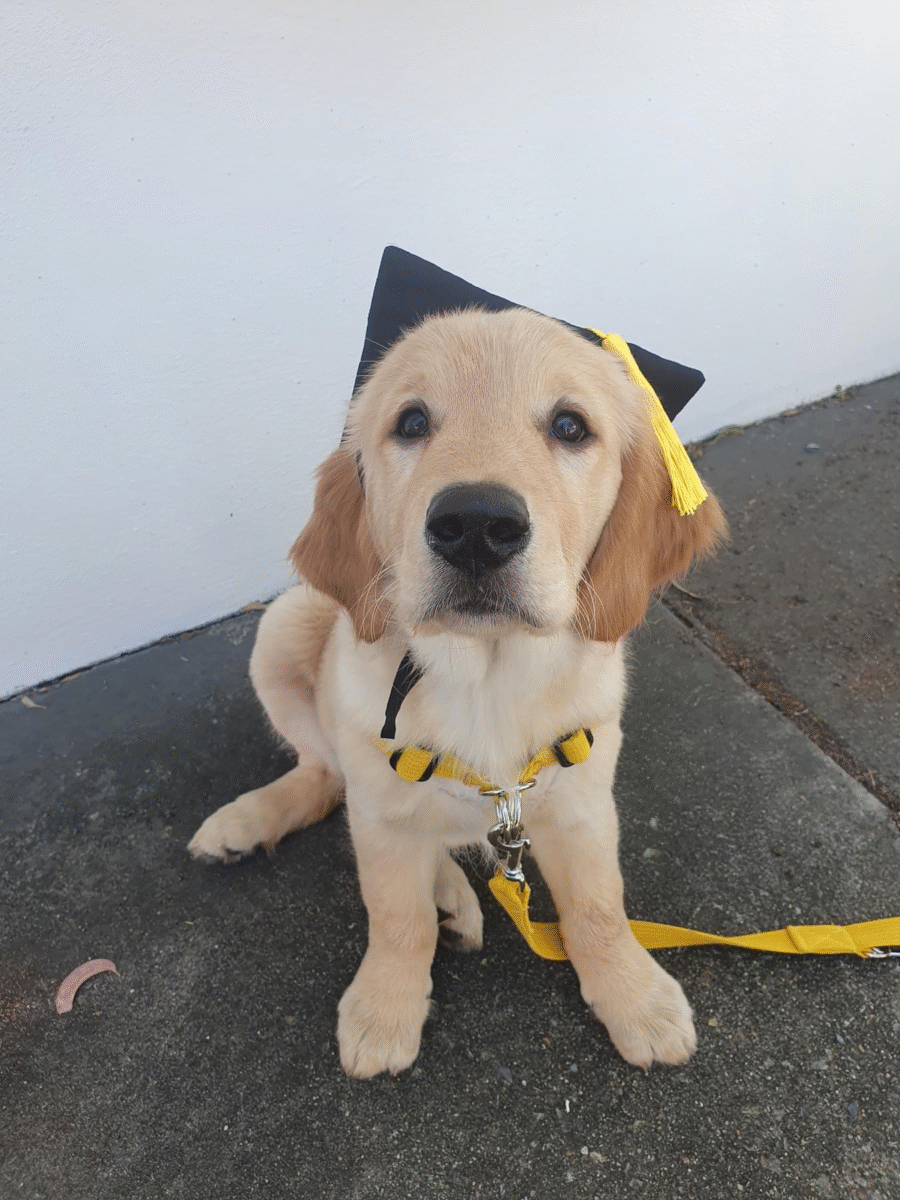 Puppy graduating Older Puppy School 4-6 months 