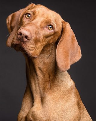 Dog Training