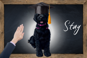 Online E-Learning Dog Training Stay